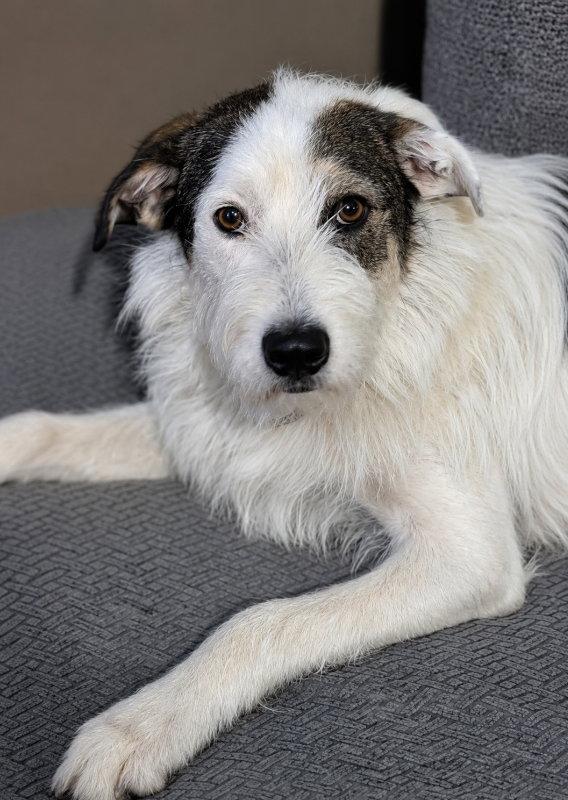 Hades, Adoptable, Puppy Male Terrier & Wire Fox Terrier.