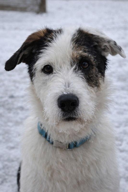 Enlarge Hades, a Adoptable mixed breed in Mankato, MN image 3/3