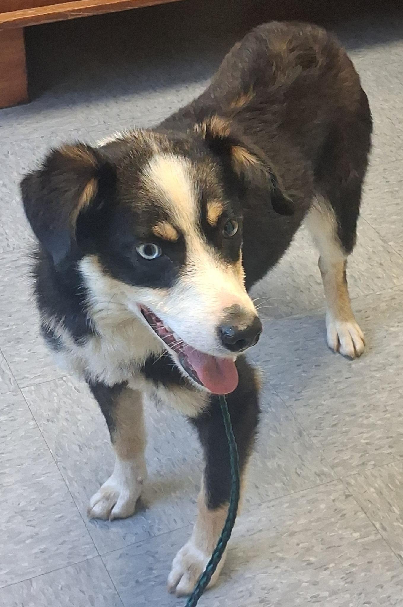 Enlarge Clark, a ADOPTABLE mixed breed in Stuart, VA image 1/1