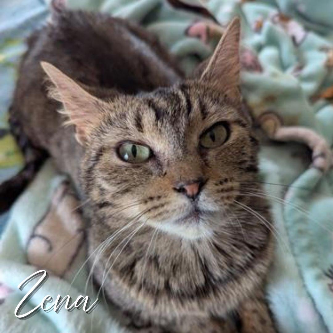 Zena, Adoptable, Adult Female Domestic Short Hair.