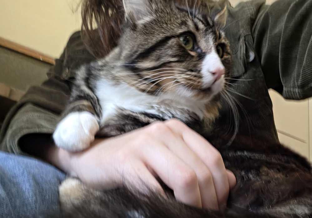 Enlarge PORCHO, a Adoptable Domestic Medium Hair in Sequim, WA image 2/5