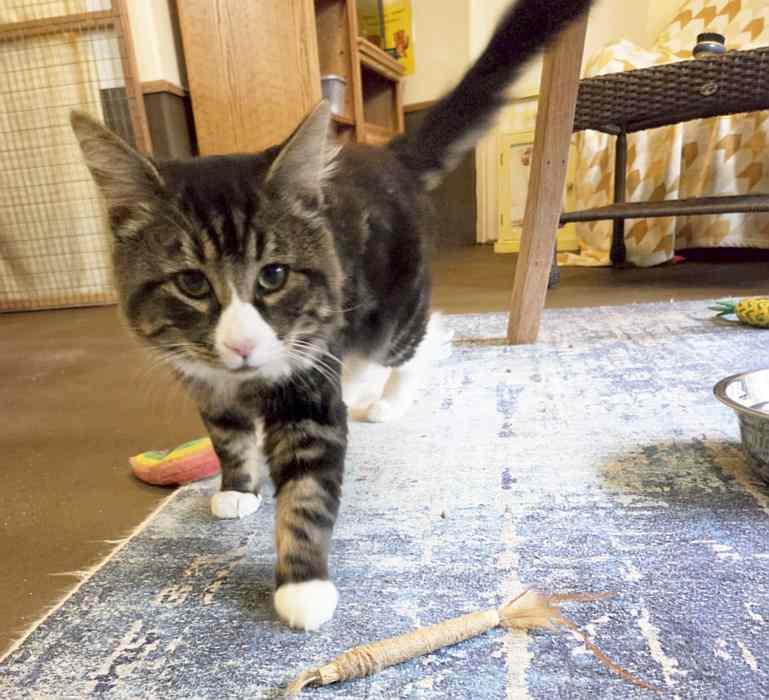 Enlarge PORCHO, a Adoptable Domestic Medium Hair in Sequim, WA image 3/5