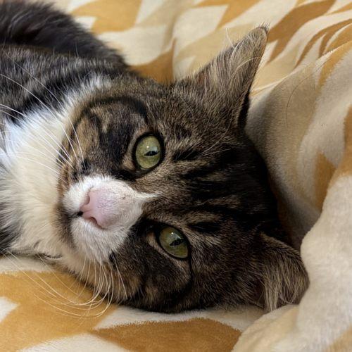 PORCHO, Adoptable, Young Male Domestic Medium Hair.
