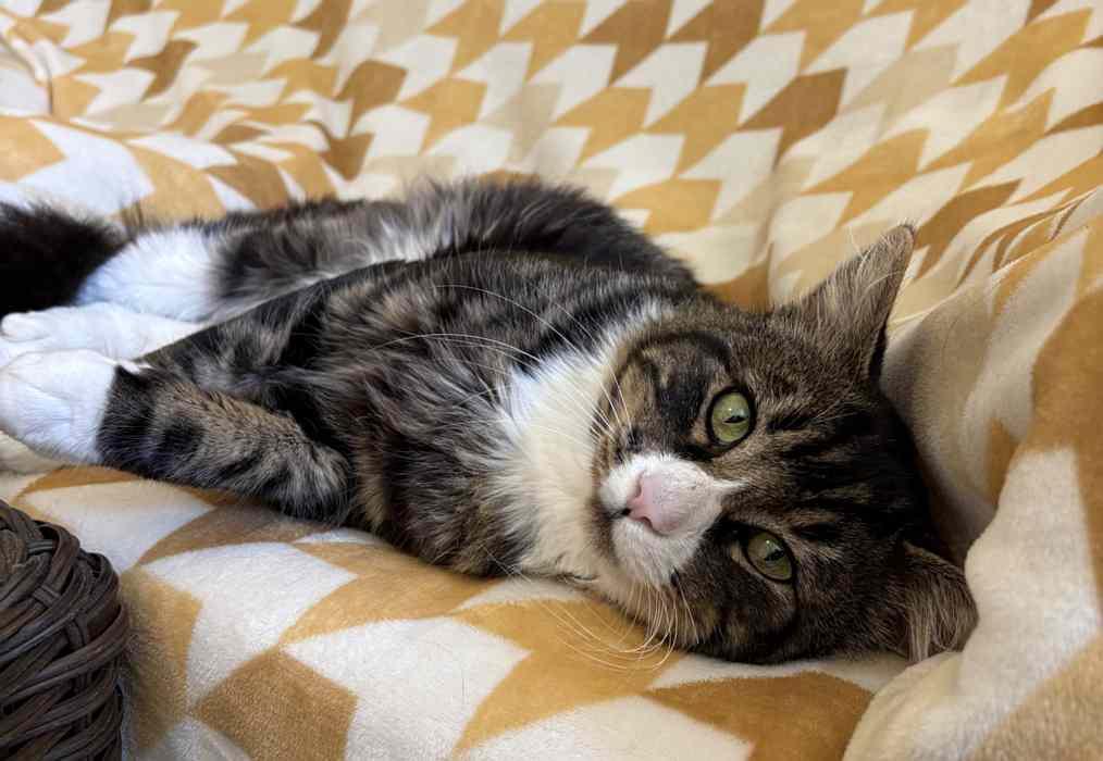 Enlarge PORCHO, a Adoptable Domestic Medium Hair in Sequim, WA image 5/5