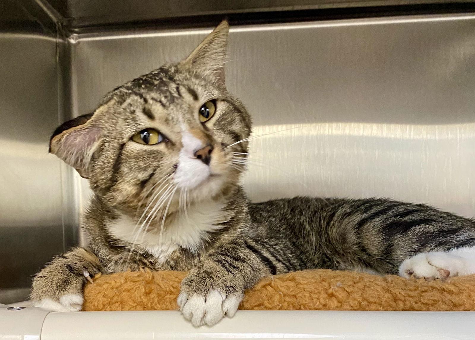 Carmen, Adopted, Adult Male Domestic Short Hair & Tabby.