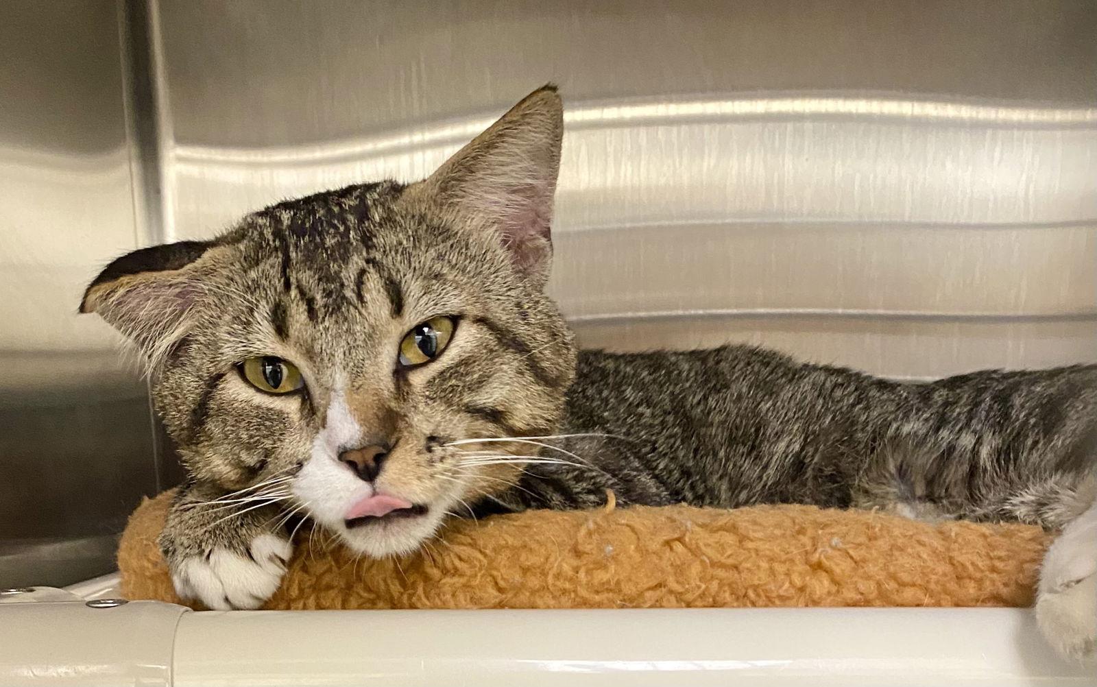 Carmen, a Adopted mixed breed in Fargo, ND image 2/2