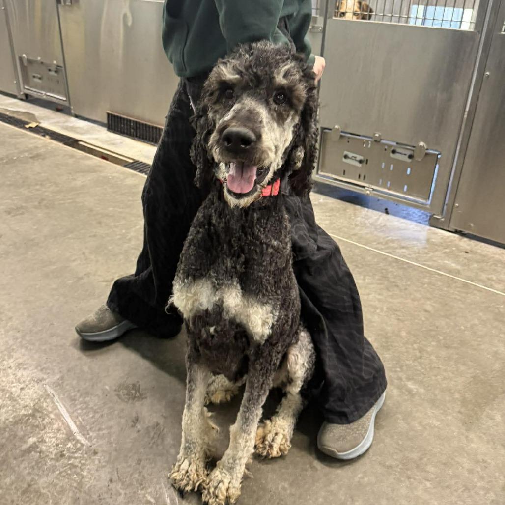 Enlarge Kitty, a Adoptable Poodle in Hannibal, MO image 1/2