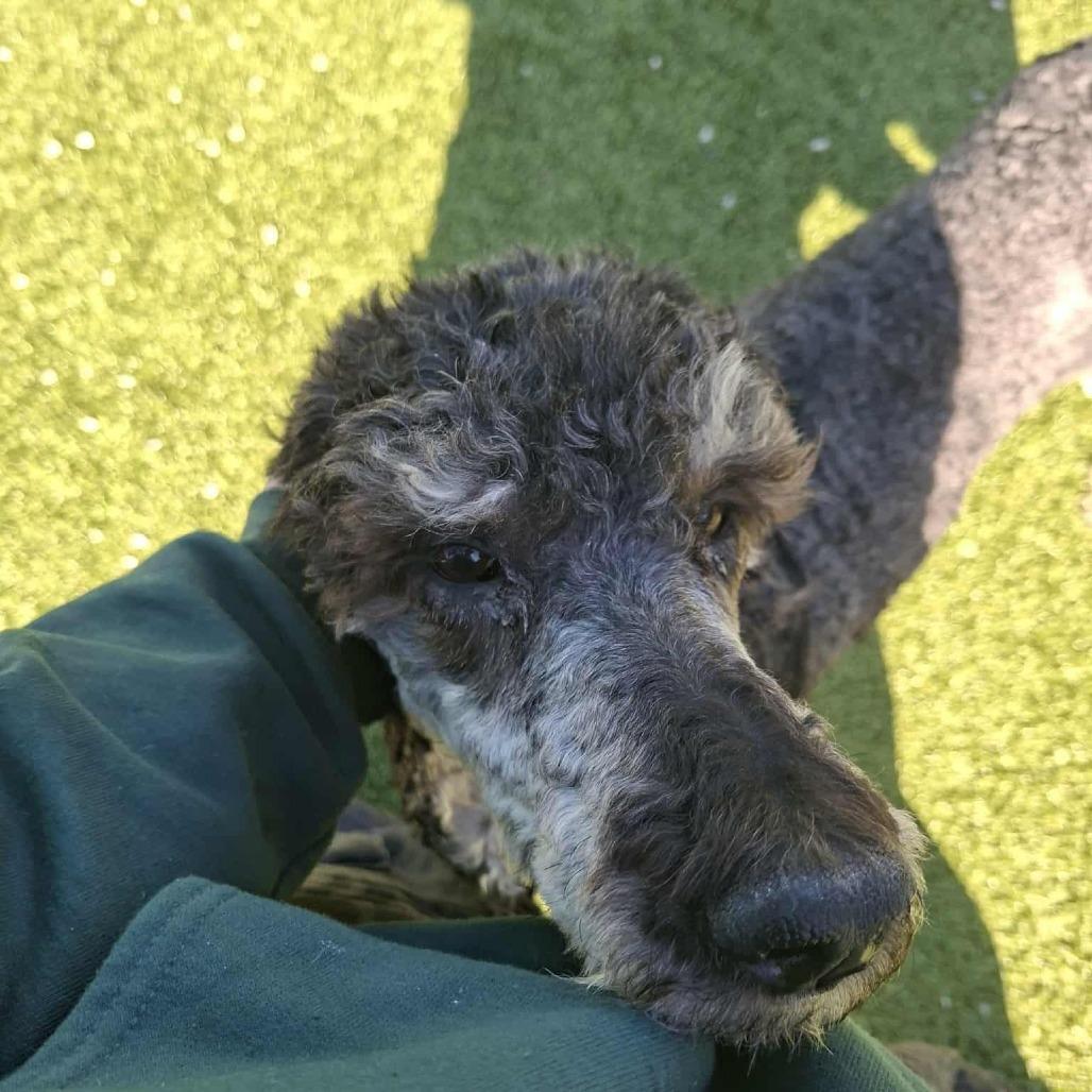 Enlarge Kitty, a Adoptable Poodle in Hannibal, MO image 2/2