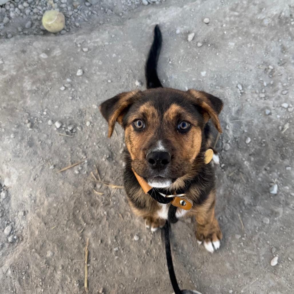 Claus, Adoptable, Young Male Mixed Breed.