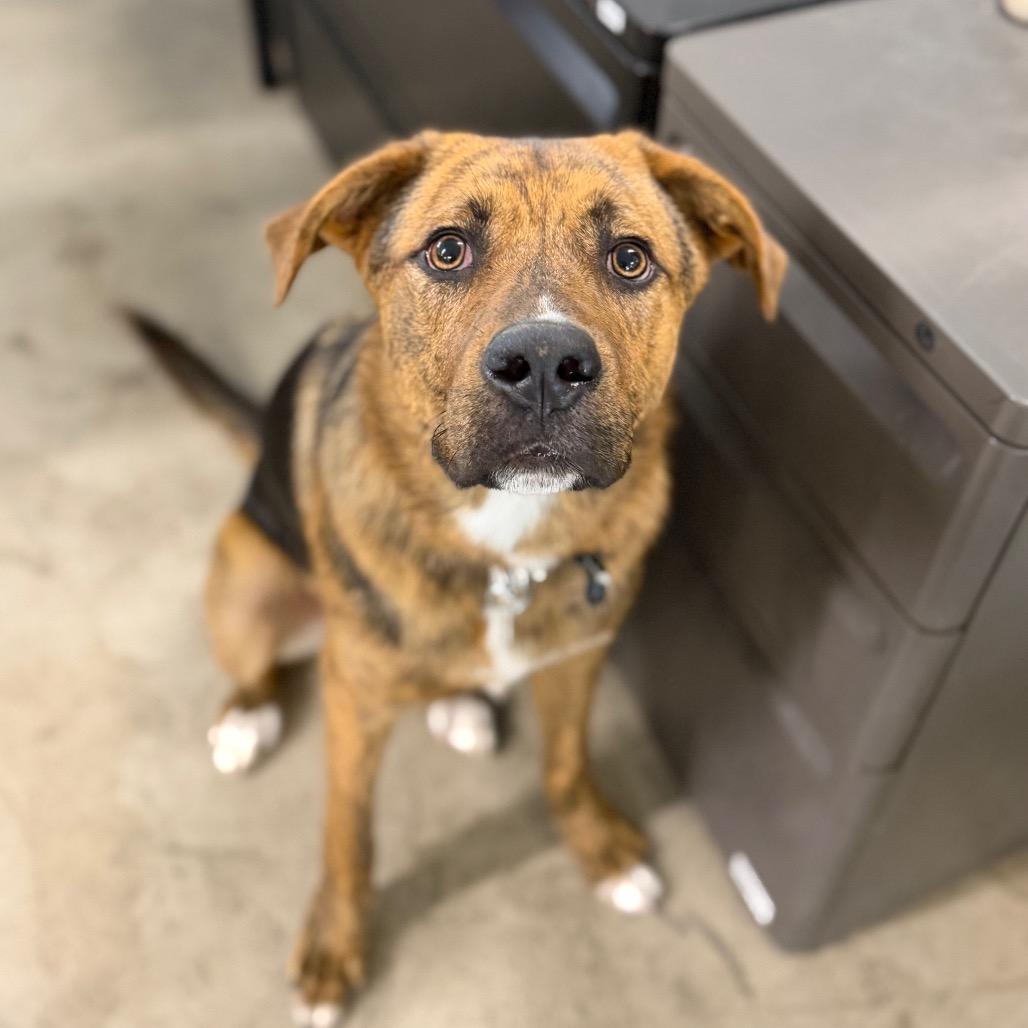 Claus, a Adoptable Mixed Breed in Spanish Fork, UT image 2/6
