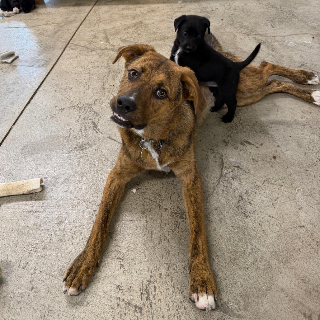 Claus, a Adoptable Mixed Breed in Spanish Fork, UT image 3/6