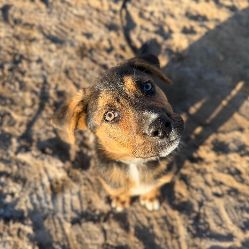 Claus, a Adoptable Mixed Breed in Spanish Fork, UT image 3/6