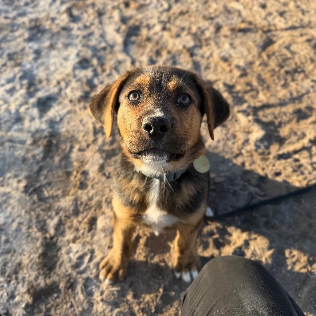 Claus, a Adoptable Mixed Breed in Spanish Fork, UT image 4/6