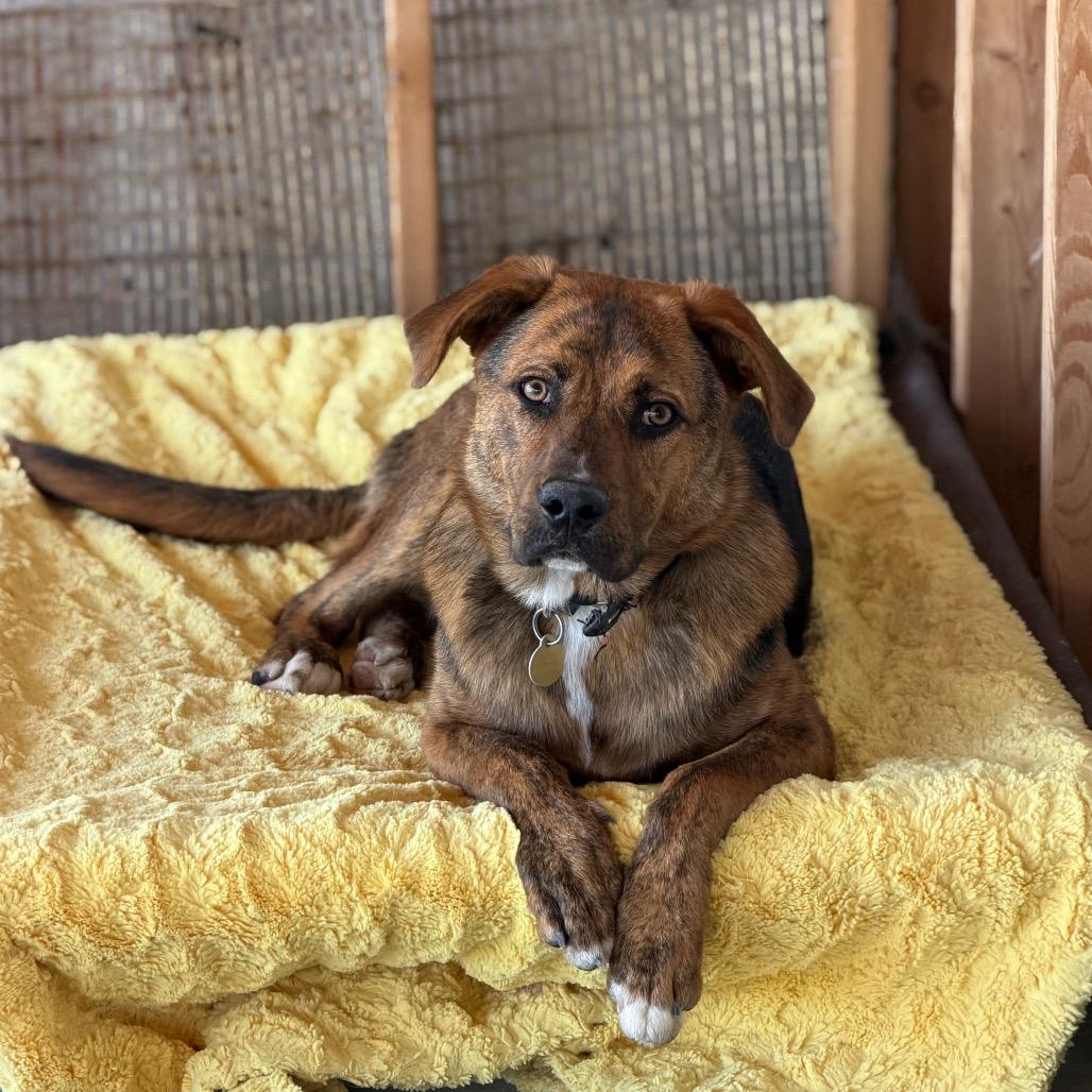 Claus, a Adoptable Mixed Breed in Spanish Fork, UT image 5/6