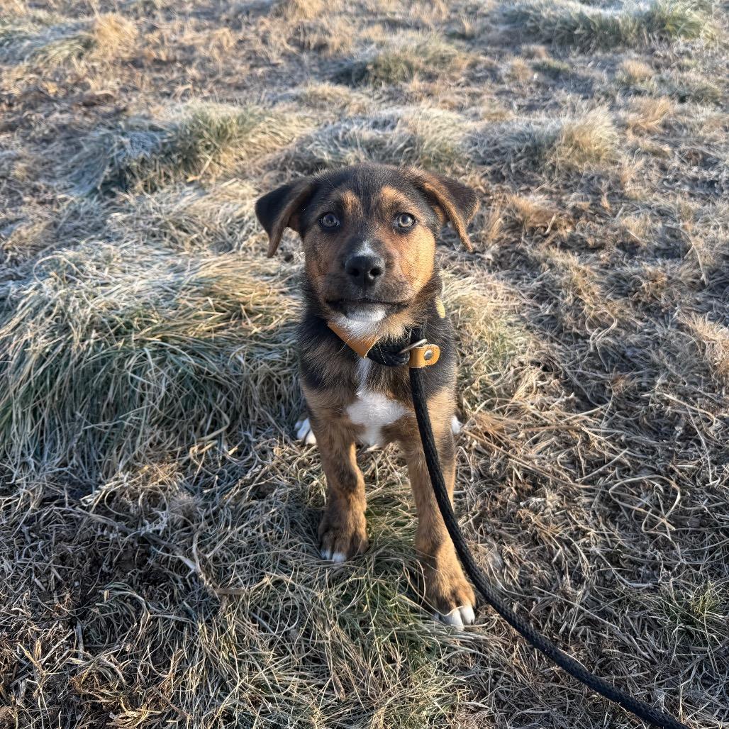 Claus, a Adoptable Mixed Breed in Spanish Fork, UT image 6/6
