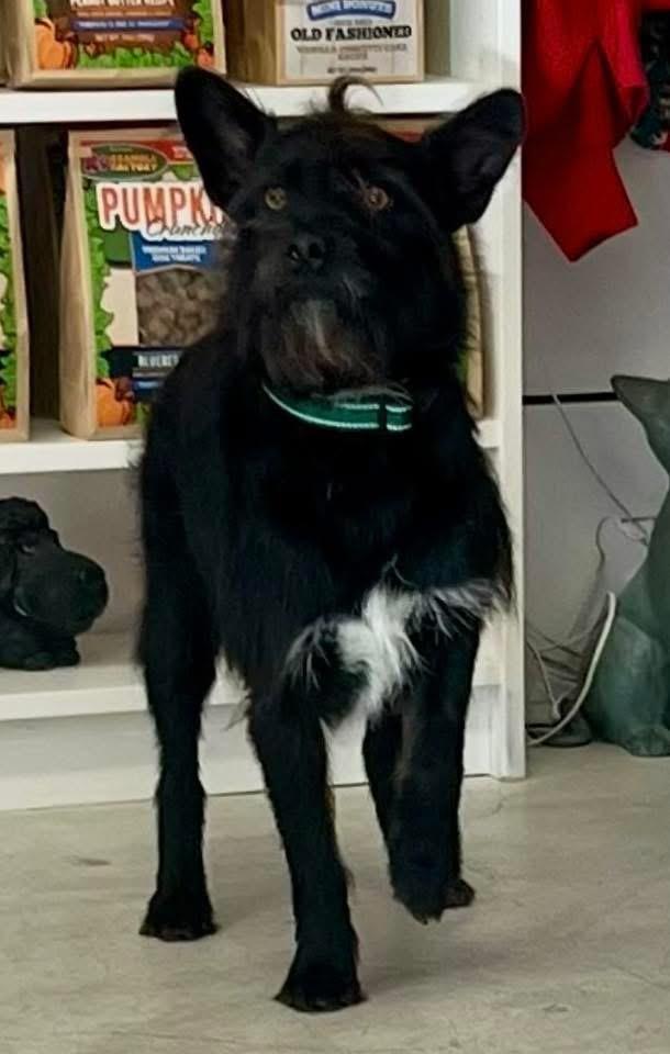 Smokey, ADOPTABLE, Adult Male Wirehaired Terrier.