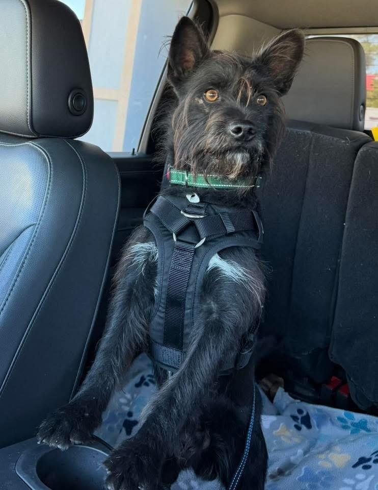 Enlarge Smokey, a ADOPTABLE Wirehaired Terrier in Walker, LA image 2/3