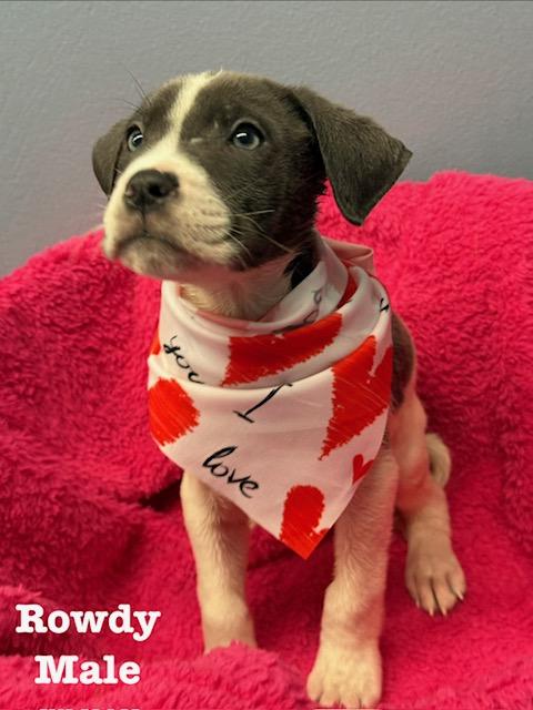 Enlarge Rowdy, a ADOPTABLE Terrier in Richland, MI image 1/1