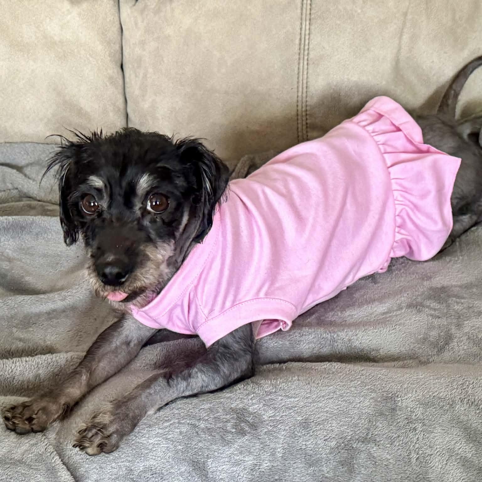 Enlarge Hot Cocoa, a ADOPTABLE mixed breed in Cherry Hill, NJ image 6/6