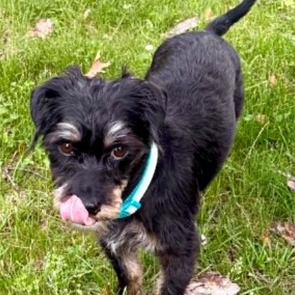 Enlarge Hot Cocoa, an adoptable mixed breed in Cherry Hill, NJ image 3/6