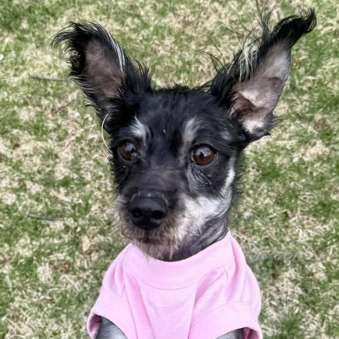 Enlarge Hot Cocoa, a ADOPTABLE mixed breed in Cherry Hill, NJ image 3/6