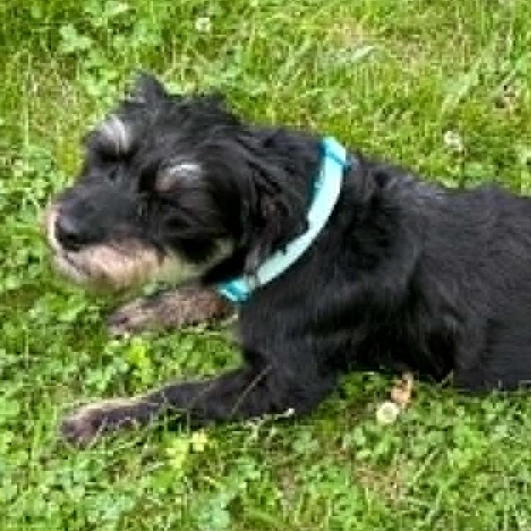 Enlarge Hot Cocoa, an adoptable mixed breed in Cherry Hill, NJ image 5/6