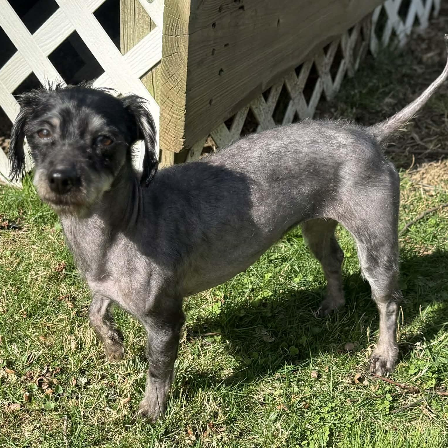 Enlarge Hot Cocoa, a ADOPTABLE mixed breed in Cherry Hill, NJ image 4/6