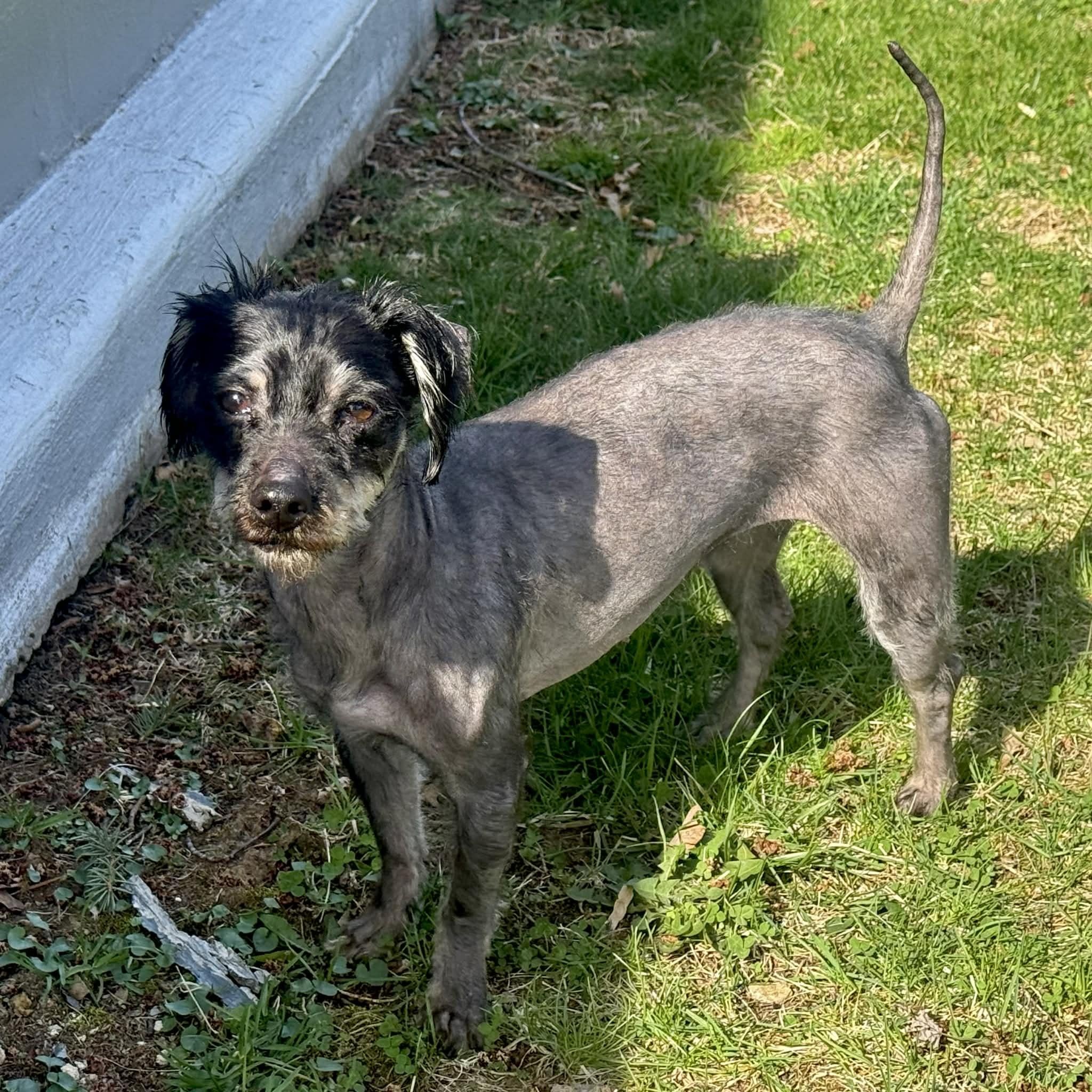Enlarge Hot Cocoa, a ADOPTABLE mixed breed in Cherry Hill, NJ image 2/6