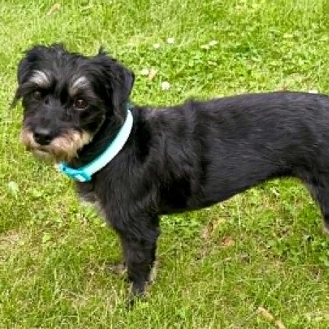 Hot Cocoa, adoptable, Adult Female Yorkshire Terrier.