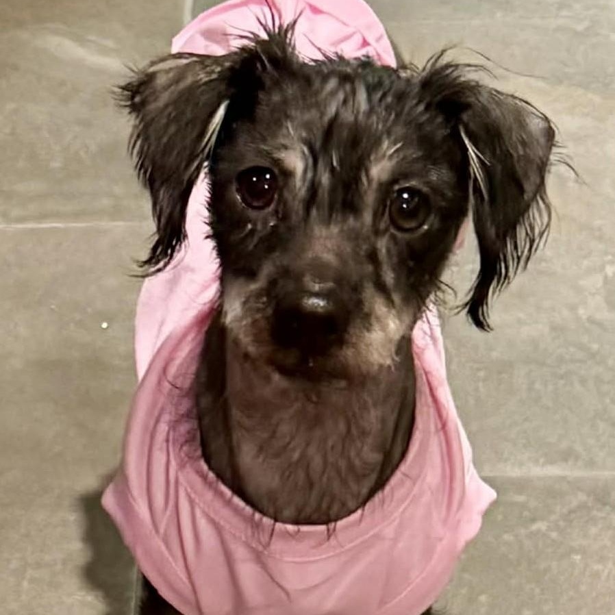 Enlarge Hot Cocoa, a ADOPTABLE mixed breed in Cherry Hill, NJ image 5/6