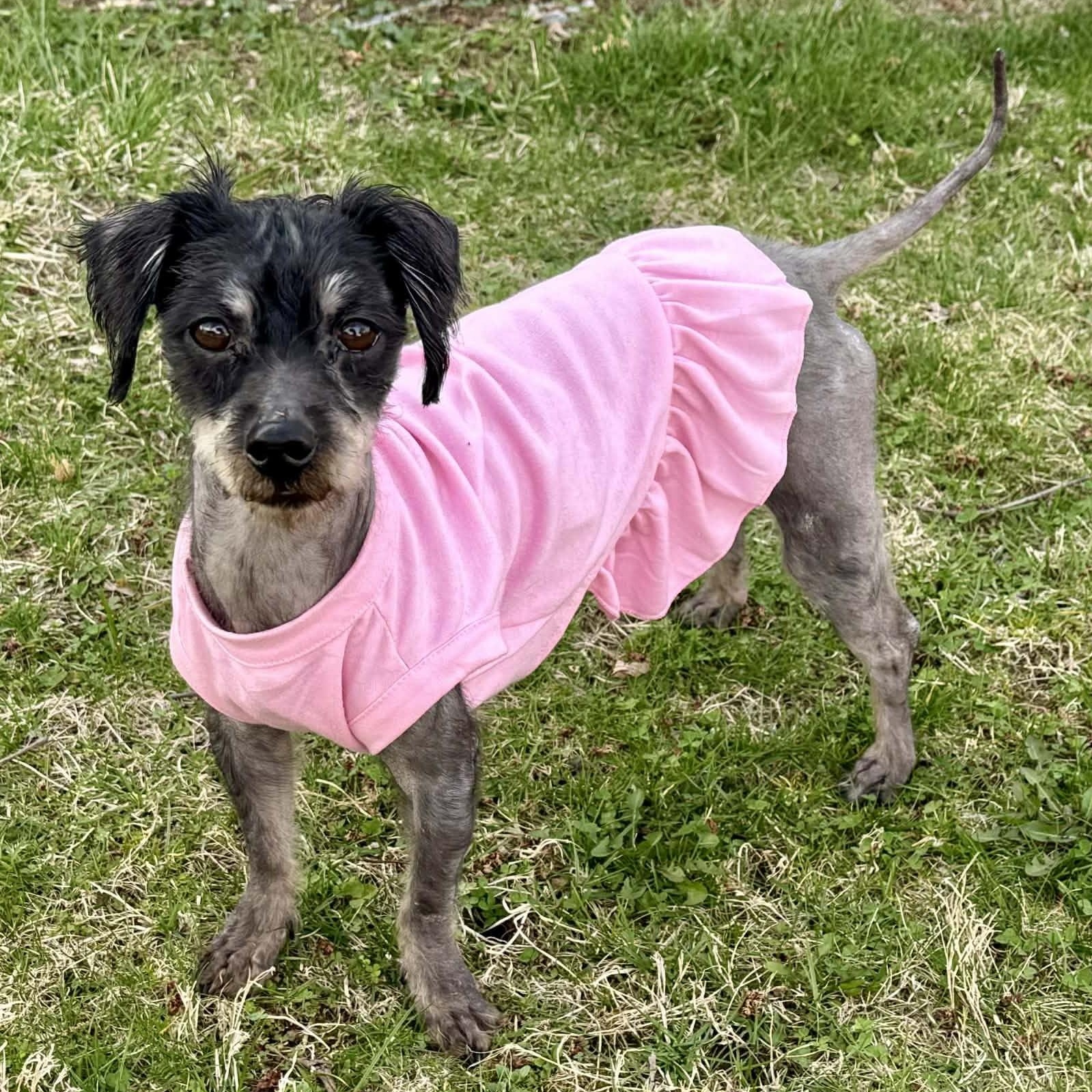 Enlarge Hot Cocoa, a ADOPTABLE mixed breed in Cherry Hill, NJ image 1/6