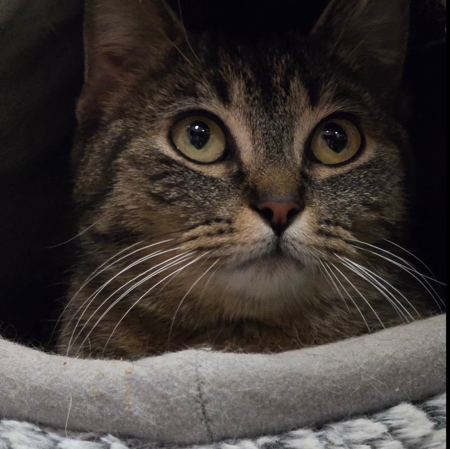 JACKIE O, Adopted, Adult Female Domestic Short Hair.