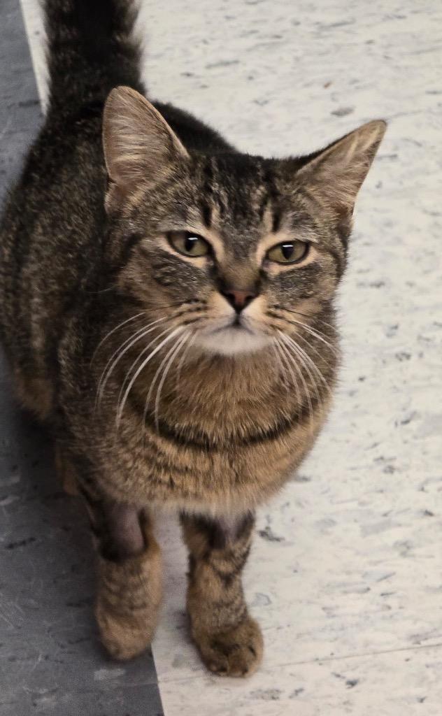 Enlarge JACKIE O, a Adopted mixed breed in Muskegon, MI image 2/5