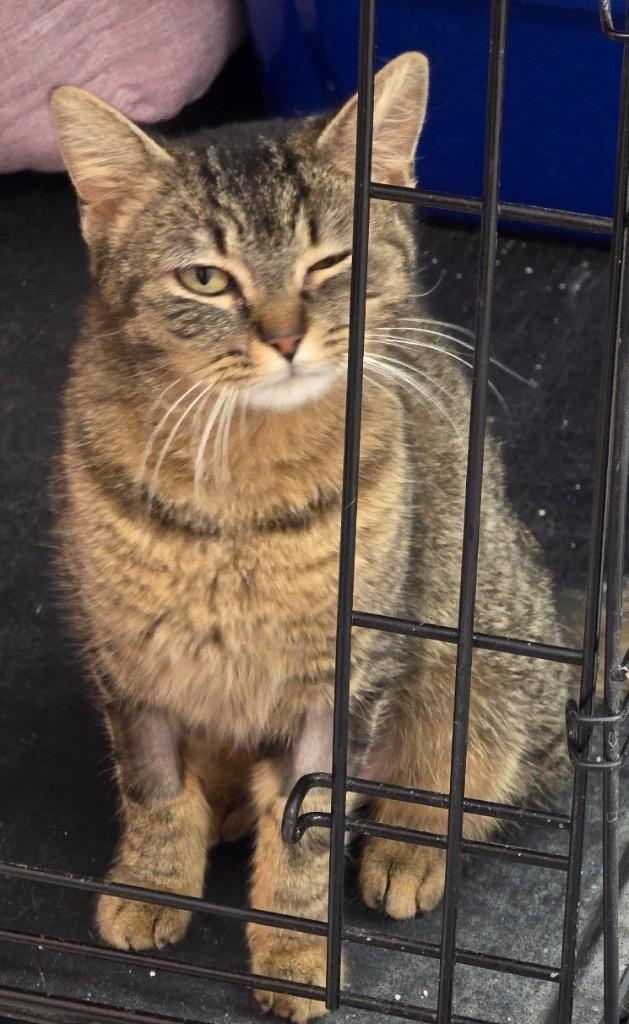 Enlarge JACKIE O, a Adopted mixed breed in Muskegon, MI image 3/5