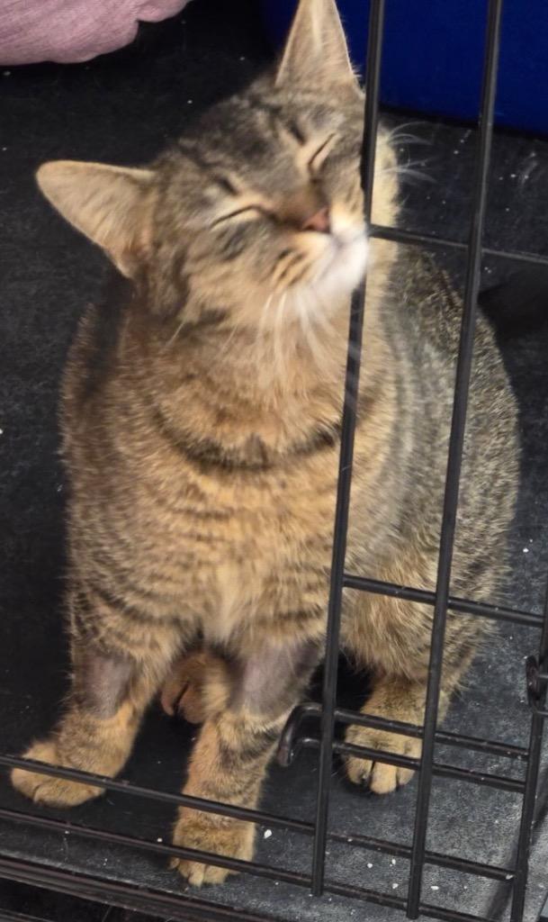 Enlarge JACKIE O, a Adopted mixed breed in Muskegon, MI image 4/5