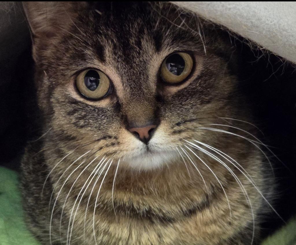 Enlarge JACKIE O, a Adopted mixed breed in Muskegon, MI image 5/5