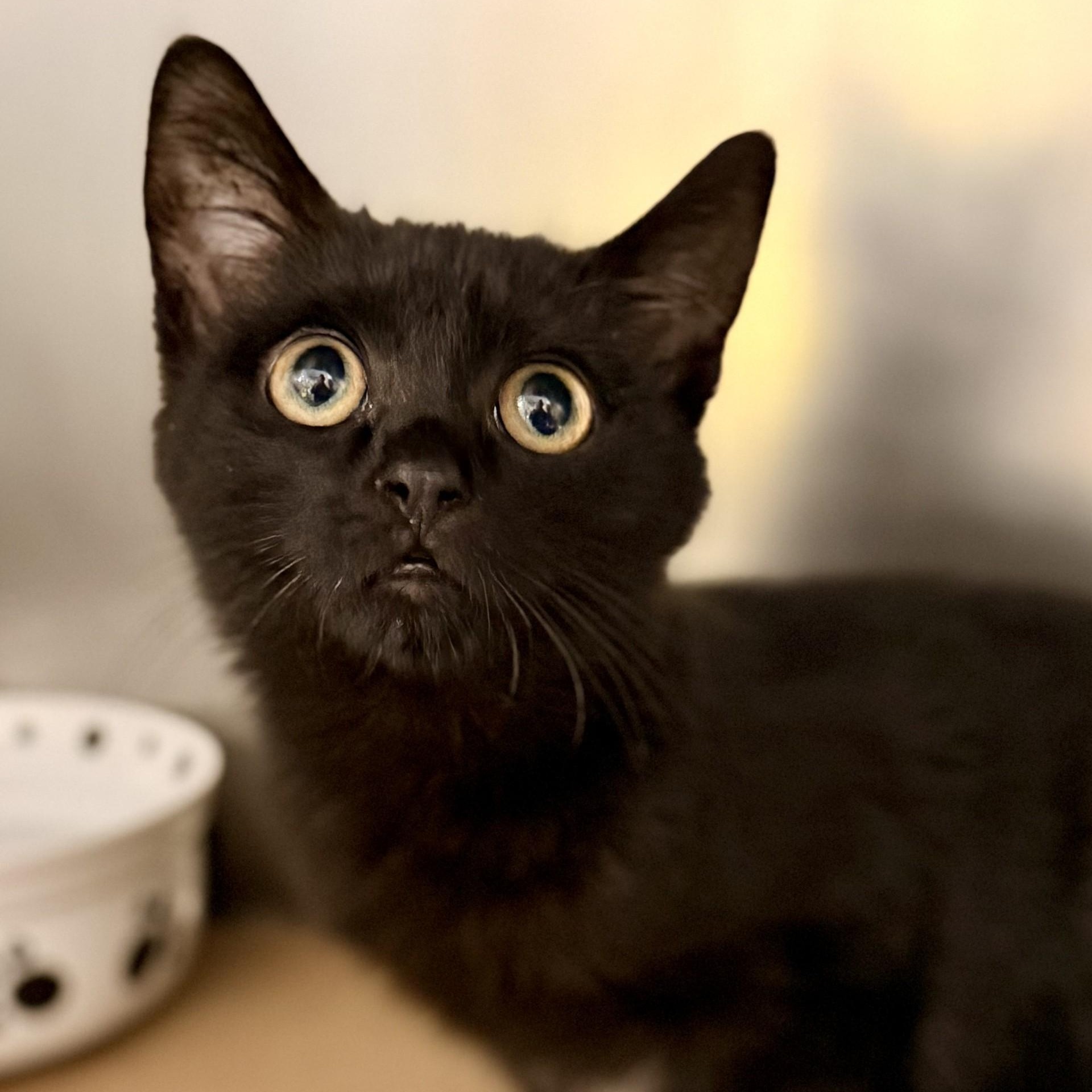 Enlarge Salem, a Adoptable Domestic Short Hair in Jackson, NJ image 2/2