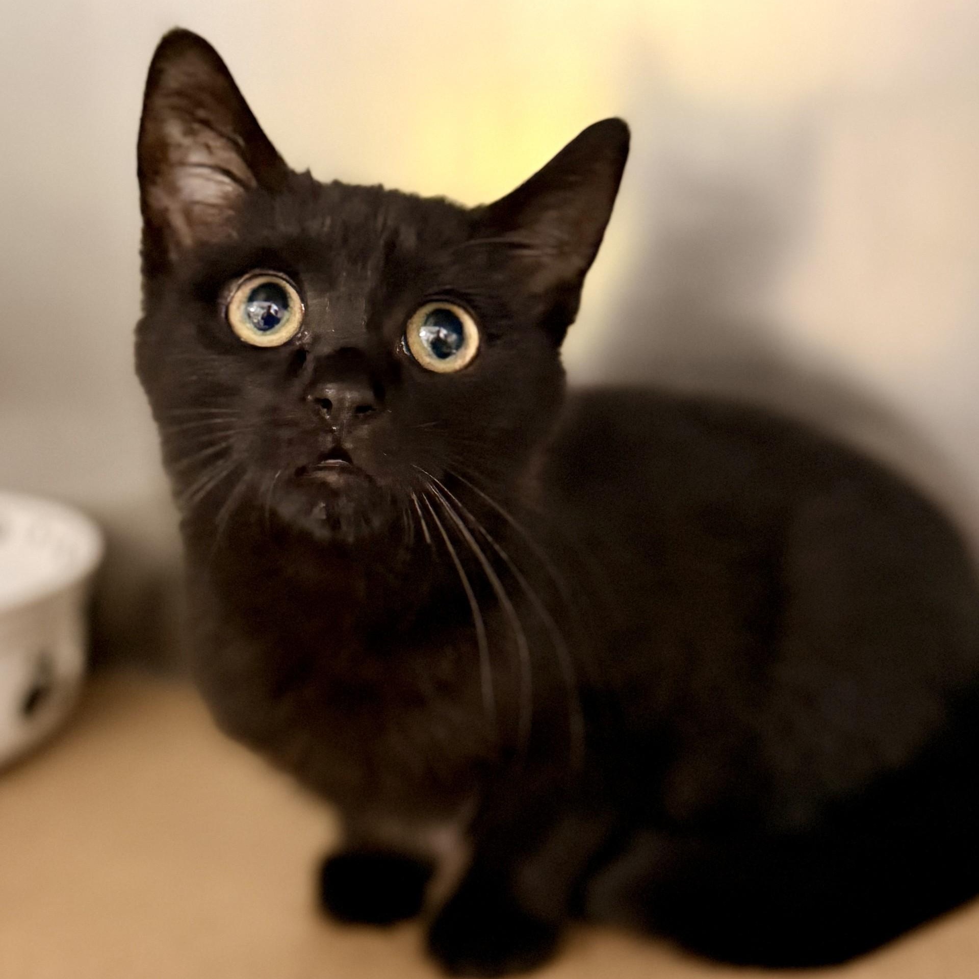 Enlarge Salem, a Adoptable Domestic Short Hair in Jackson, NJ image 1/2