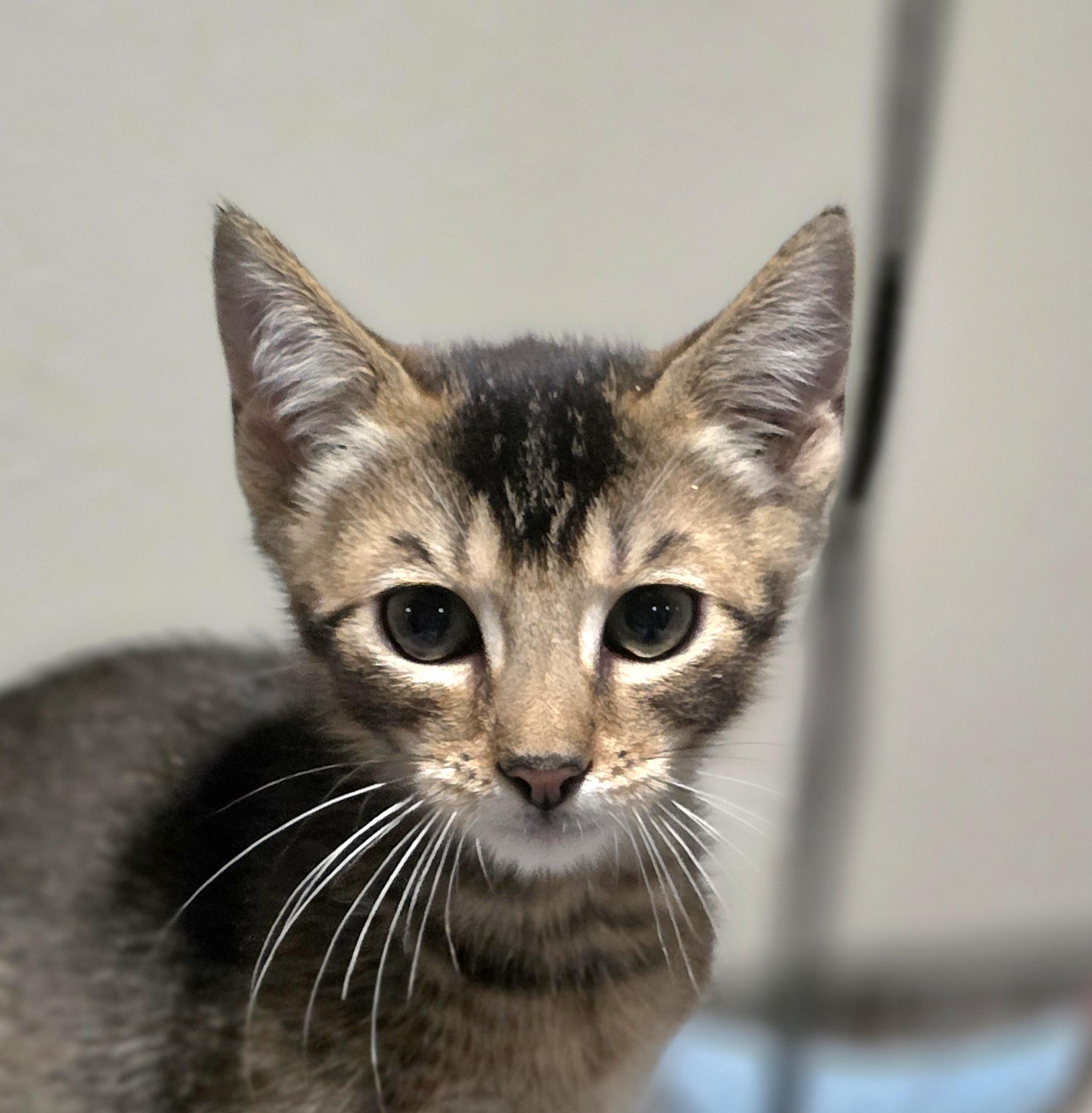 Enlarge Tommy, a Adoptable mixed breed in Rio Linda, CA image 1/1