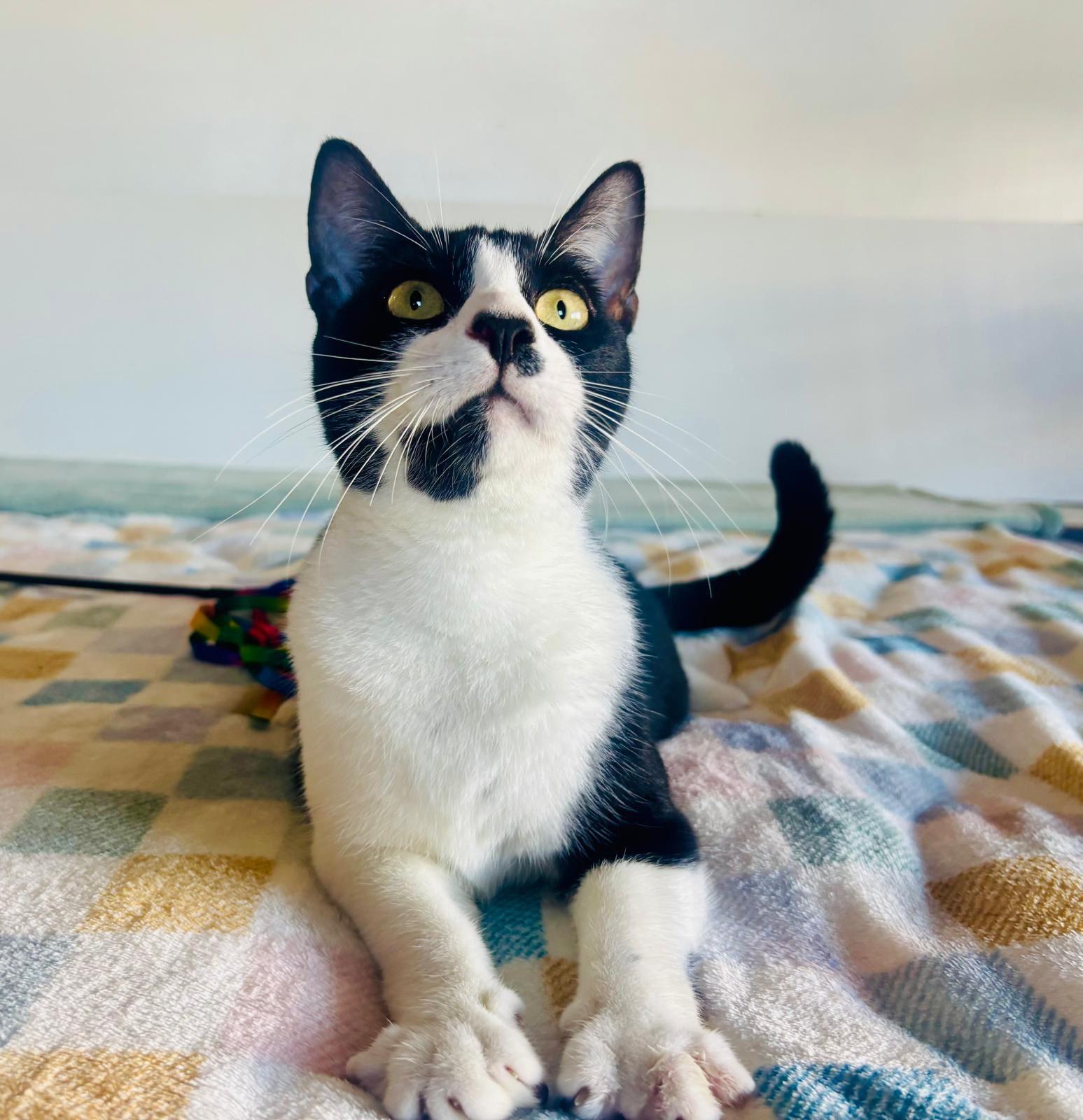 Enlarge WINTER, a Adoptable Domestic Short Hair in Yonkers, NY image 6/6