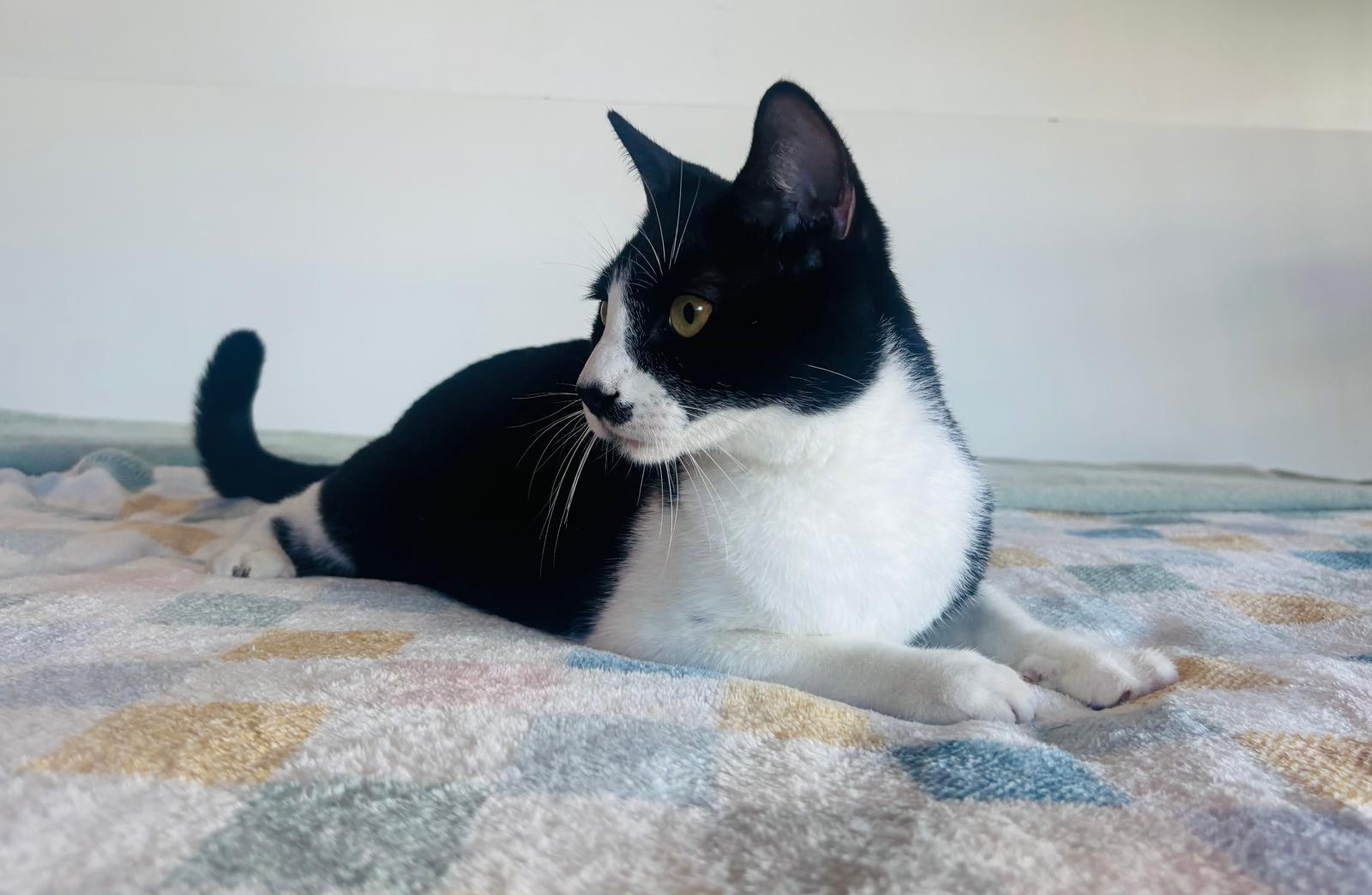 Enlarge WINTER, a Adoptable Domestic Short Hair in Yonkers, NY image 3/6