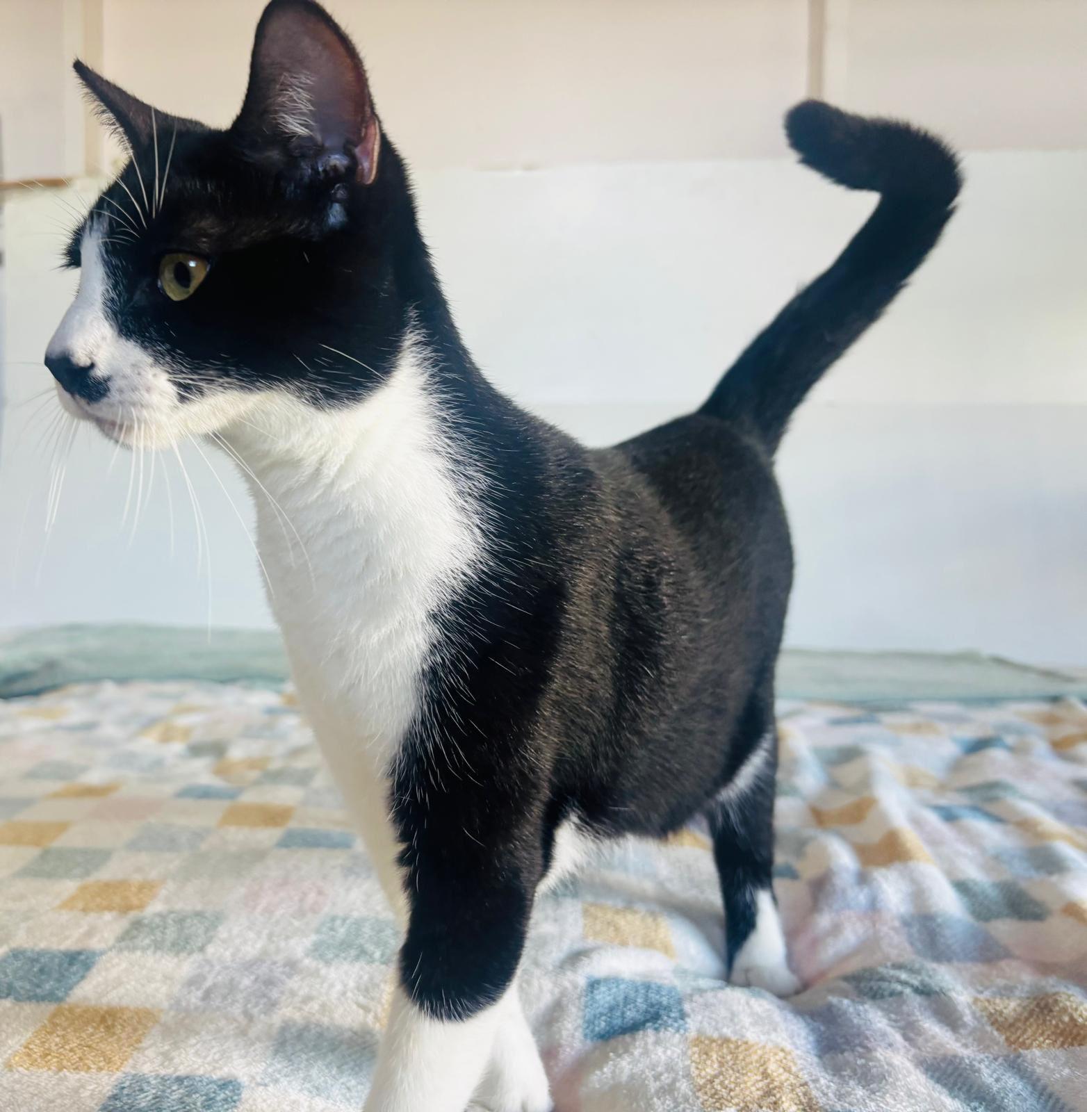 Enlarge WINTER, a Adoptable Domestic Short Hair in Yonkers, NY image 4/6