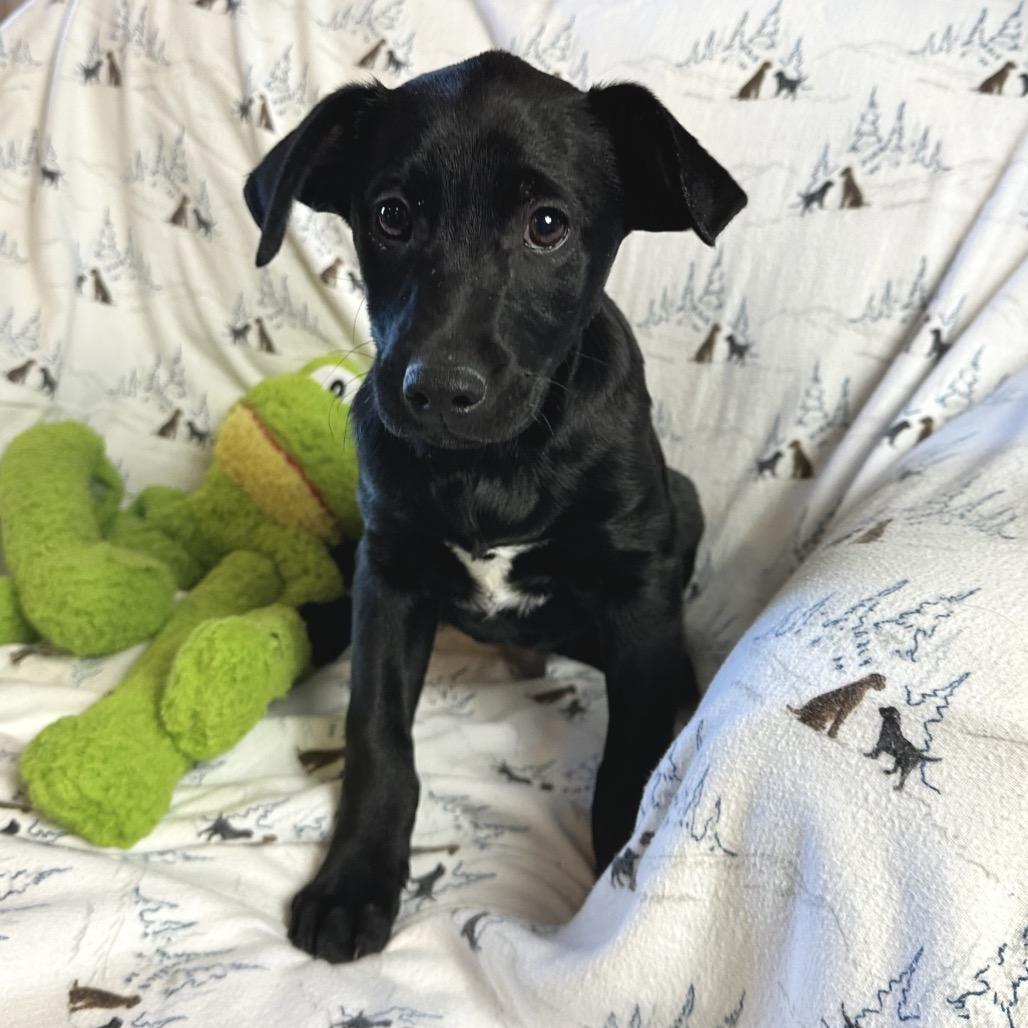 Catan, Adoptable, Puppy Male Mixed Breed.