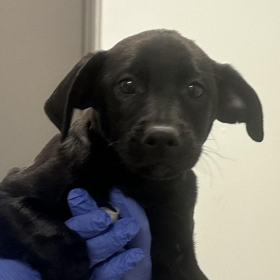 Catan, Adoptable, Puppy Male Mixed Breed.
