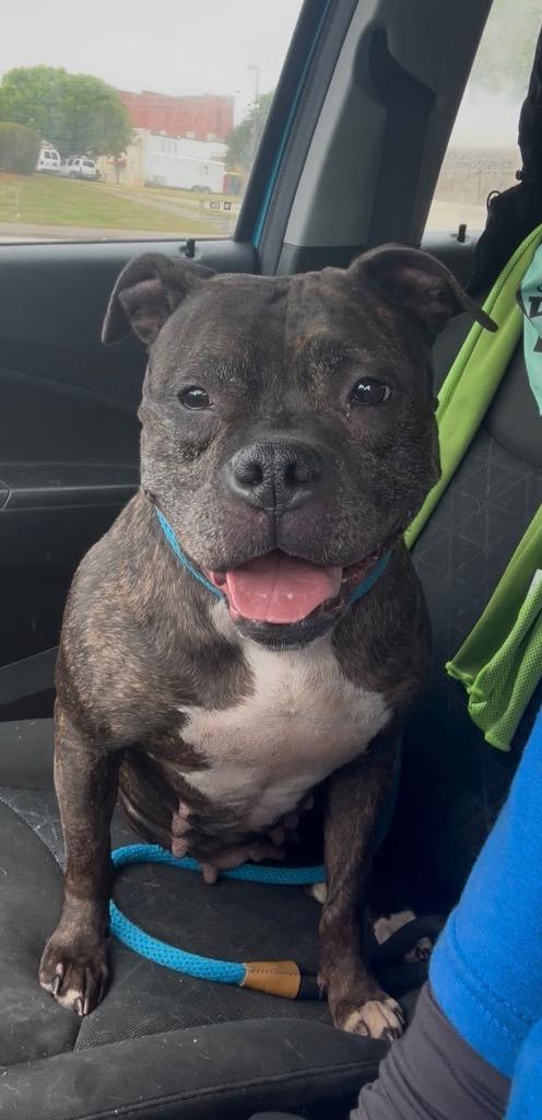 Sassy, Adoptable, Adult Female Mixed Breed.