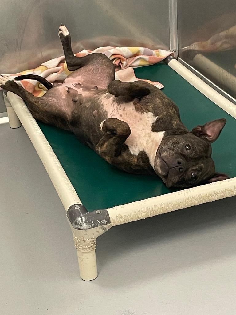 Enlarge Sassy, a Adoptable mixed breed in Oxford, NC image 2/6