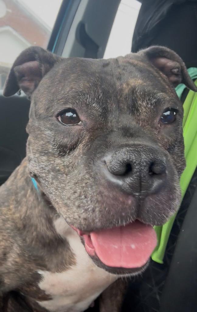 Enlarge Sassy, a Adoptable mixed breed in Oxford, NC image 2/5