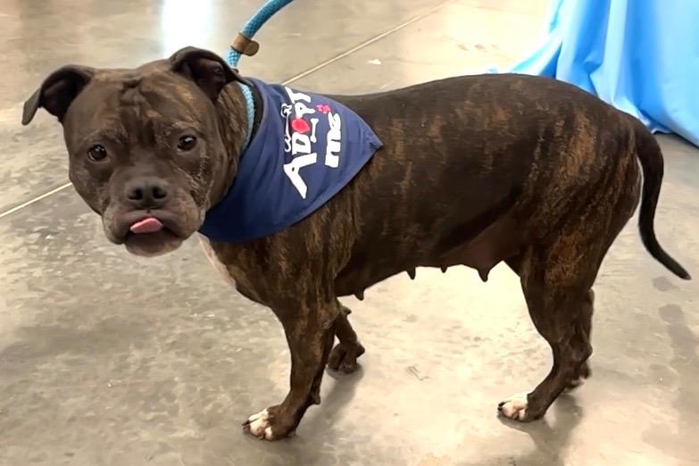 Enlarge Sassy, a Adoptable mixed breed in Oxford, NC image 5/5