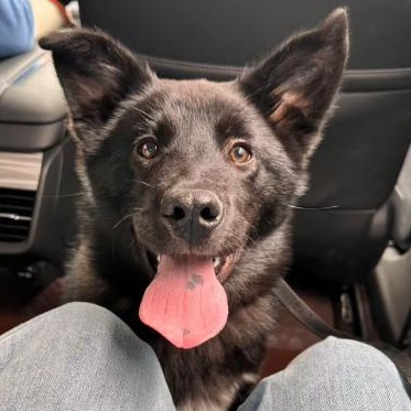 Luca, Adoptable, Young Male Mixed Breed.