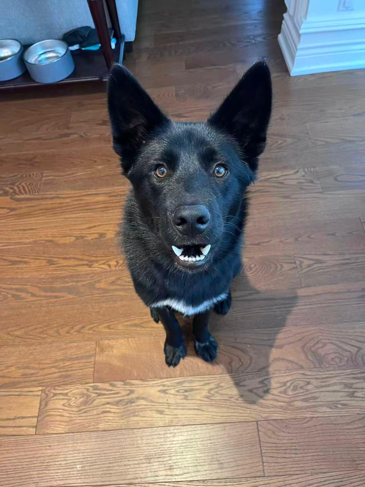 Luca, a Adoptable Mixed Breed in Markham, ON image 2/6